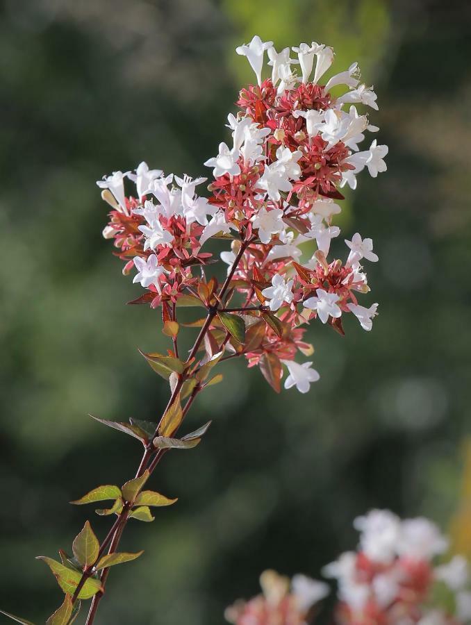 דירות דוברובניק Abelia, Two Terraces, Hot Tub, Free Parking מראה חיצוני תמונה